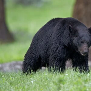 Black Bear (Ursus americanus), Yellowstone National Park, Wyoming, United States of America, North America