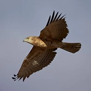 Black-breasted snake eagle (black-chested snake eagle) (Circaetus pectoralis) in flight