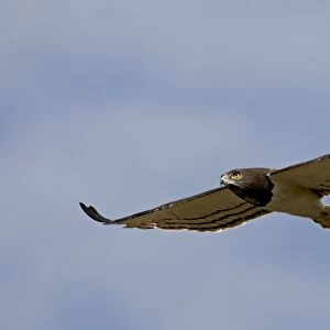 Black-breasted snake eagle (Circaetus pectoralis), Masai Mara National Reserve