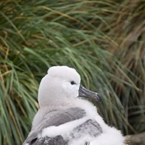 Black browed albatross chick, West Point Island, Falkland Islands, South America