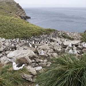 Black browed albatross and rockhopper penguins, West Point Island, Falkland Islands
