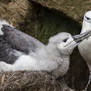 Black-browed albatross (Thalassarche melanophris) chick in nest being fed by adult on Saunders Island, Falkland Islands, UK Overseas Protectorate, South America
