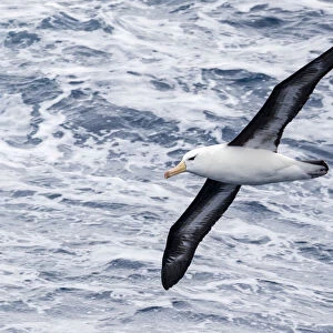 Black-browed albatross (Thalassarche melanophris), in flight in Drake Passage, Antarctica