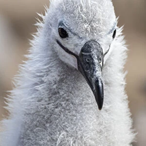 Black-browed albatross (Thalassarche melanophris), chick at breeding colony on Saunders Island, Falklands, South America