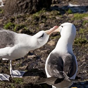 Black-browed albatross (Thalassarche melanophrys) adult bonding behaviour, the Neck, Saunders Island, Falkland Islands, South America
