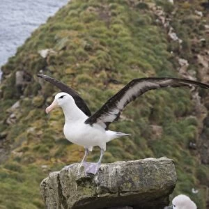 Black browed albatross, West Point Island, Falkland Islands, South America