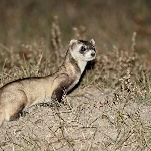 Black-footed ferret (American polecat) (Mustela nigripes) with a hair-dye marker to indicate that it was treated by the wildlife biologist, Buffalo Gap National Grassland, Conata Basin, South Dakota, United States of America