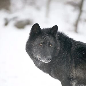 Black melanistic variant of North American timber wolf (Canis Lupus) in snow, Austria, Europe