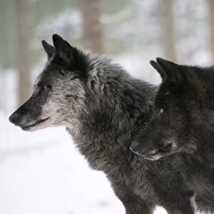 Two black melanistic variants of North American Timber wolf (Canis Lupus) in snow, Austria, Europe