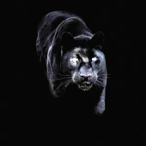 Black panther (black leopard) (Panthera onca), Montana, United States of America