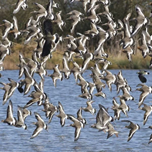 Black-tailed godwit (Limosa limosa) flock flying low over a shallow lake, Gloucestershire