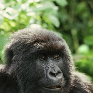 Blackback male Mountain Gorilla (Gorilla g. beringei), Virunga Volcanoes, Rwanda, Africa