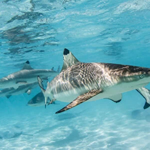 Blacktip reef sharks, Carcharhinus melanopterus, cruising the shallow waters of Moorea