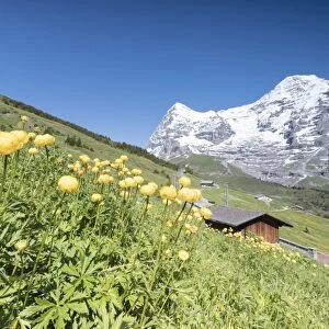 Blooming of yellow flowers framed by green meadows and snowy peaks, Wengen, Bernese Oberland