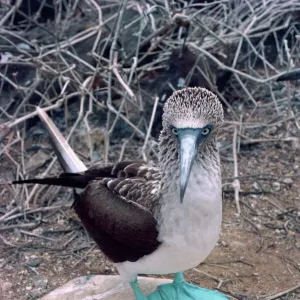 Blue footed booby