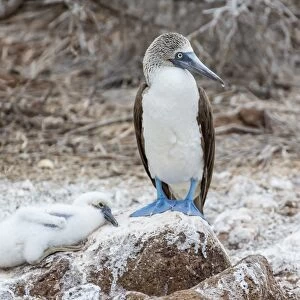 Blue-footed booby (Sula nebouxii) adult with chick on North Seymour Island, Galapagos Islands, UNESCO World Heritage Site, Ecuador, South America