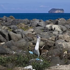 Blue-footed booby (Sula nebouxii) pair, North Seymour Island, Galapagos Islands, UNESCO World Heritage Site, Ecuador, South America