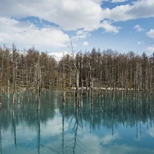 Blue Pond (Aoi Ike), Daisetsuzan National Park, UNESCO World Heritage Site, Hokkaido