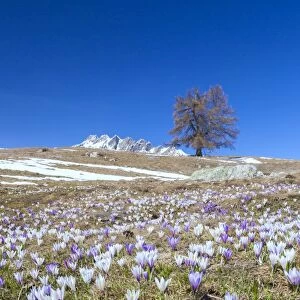 Blue sky on the colorful crocus flowers in bloom, Alpe Granda, Sondrio province, Masino Valley