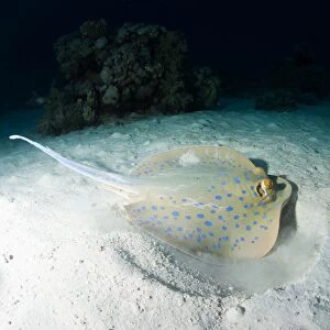 Blue spotted ribbontail ray (Taeniura lemma) feeds on small creatures under the sand, using its wings to stir up the sand, Marsa Alam, Egypt, North Africa, Africa