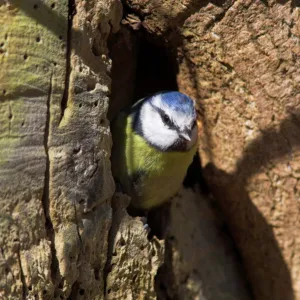 Blue tit (Parus caerulus), emerging from nesthole, United Kingdom, Europe