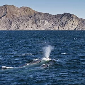 Blue whale cow (Balaenoptera musculus) and calf, southern Gulf of California (Sea of Cortez), Baja California Sur, Mexico, North America