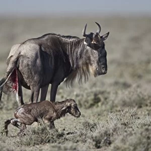 Blue wildebeest (Connochaetes taurinus) newborn calf trying to stand for the first time