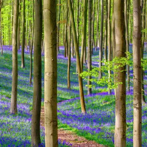 Bluebell flowers (Hyacinthoides non-scripta) carpet hardwood beech forest in early spring