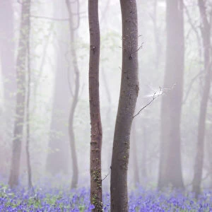 Bluebell wood in morning mist, Lower Oddington, Cotswolds, Gloucestershire, United Kingdom, Europe
