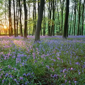 Bluebell wood, Stow-on-the-Wold, Cotswolds, Gloucestershire, England, United Kingdom