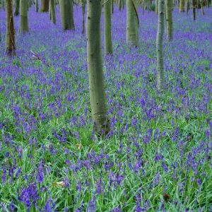 A bluebell wood in Sussex, England, UK