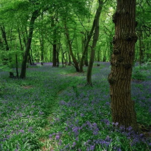 Bluebells in an ancient wood in spring time in the Essex countryside, England