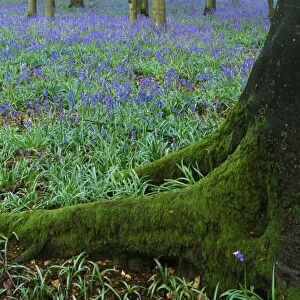 Bluebells in beech woodland, Buckinghamshire, England, UK, Europe