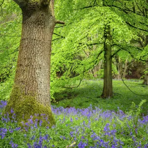 Bluebells, Harewood House, near Harrogate, North Yorkshire, Yorkshire, England, United Kingdom