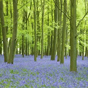 Bluebells (Hyacinthoides non-scripta) in woods, Ashridge Estate, Hertfordshire