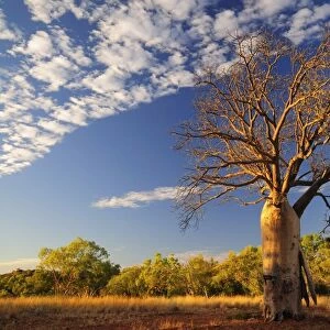 Boab tree, Kimberley, Western Australia, Australia, Pacific