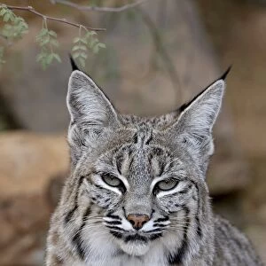 Bobcat (Lynx rufus) in captivity, Arizona Sonora Desert Museum, Tucson