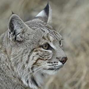 Bobcat (Lynx rufus), Living Desert Zoo And Gardens State Park, New Mexico, United States of America, North America