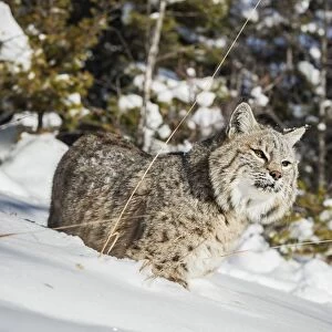 Bobcat (Lynx rufus), Montana, United States of America, North America