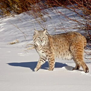 Bobcat (Lynx rufus) in the snow in captivity, near Bozeman, Montana, United States of America