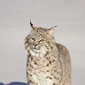 Bobcat (Lynx rufus) in the snow in captivity, near Bozeman, Montana, United States of America