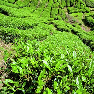 BOH tea plantation, Cameron Highlands, Malaysia, Southeast Asia, Asia