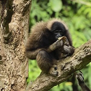 Bornean Gibbon (Hylobates muelleri), Lok Kawi Wildlife Park, Sabah, Borneo