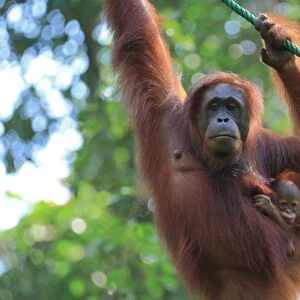 Bornean Orangutan mother and baby, Borneo, Malaysia, Southeast Asia, Asia