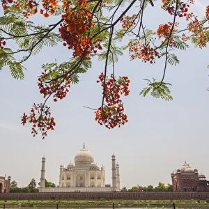Branches of a flowering tree with red flowers frame the Taj Mahal symbol of Islam in India