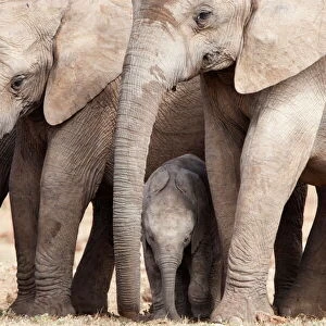 Breeding herd of elephant (Loxodonta africana), Addo Elephant National Park