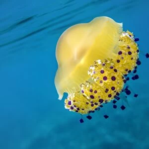 A bright yellow jellyfish (Cotylorhiza tuberculata) in the Mediterranean Sea by the coast of Santa Teresa di Gallura, Sardinia, Italy, Mediterranean, Europe
