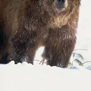 Brown bear (grizzly) (Ursus horribillis) in snow, North America