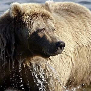 Brown Bear (Ursus arctos horribilis) in Moraine Creek, Katmai National Park and Preserve