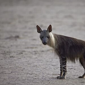 Brown hyena (Hyaena brunnea) (formerly Parahyaena brunnea), Kgalagadi Transfrontier